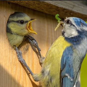 Vogel-Nistkasten bauen mit Klein & Groß