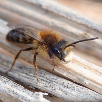 Wildbienen-Nisthilfe bauen mit Klein & Groß