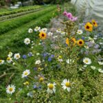 Wildkräuter-Märchenwanderung für Groß und Klein