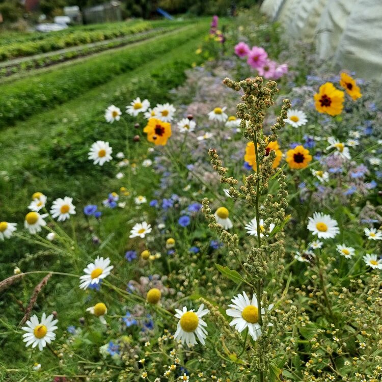 Wildkräuter-Märchenwanderung für Groß und Klein