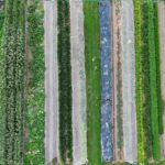 Das Prinzip der Solidarischen Landwirtschaft