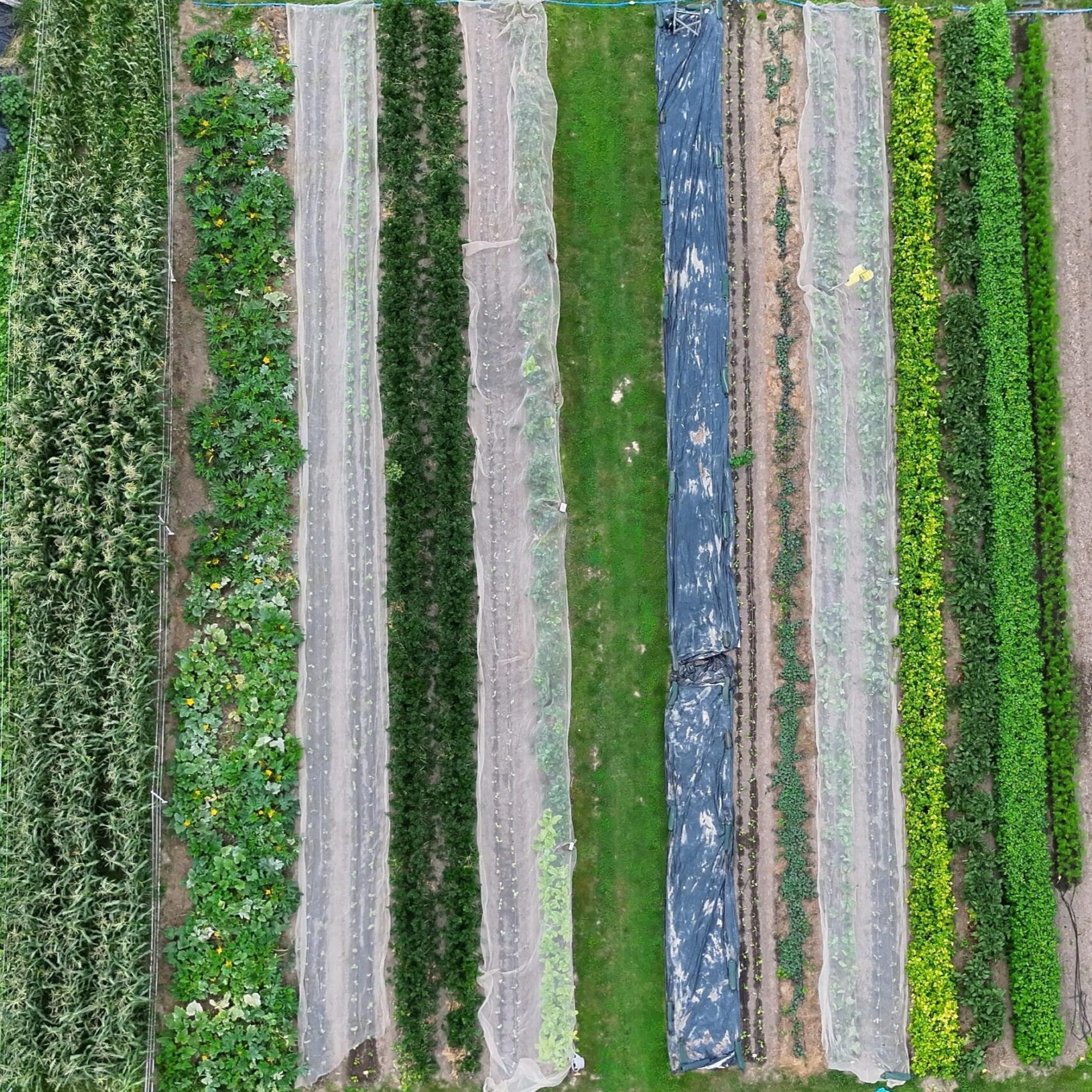 Das Prinzip der Solidarischen Landwirtschaft