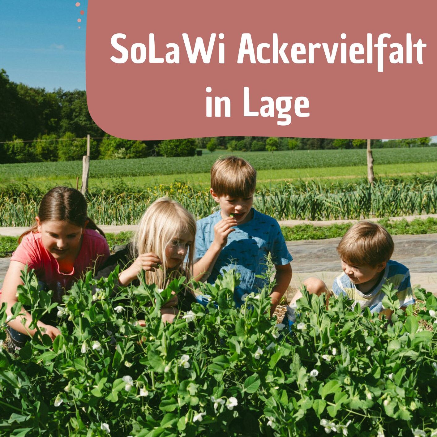 Workshop: Pädagogik im Gemüsebeet