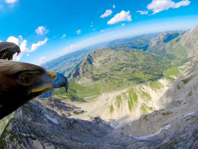 adler-pov-fliegen-alpen